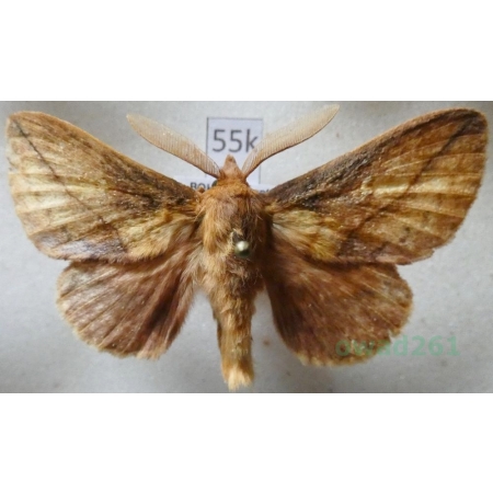 Euthrix potatoria (Linnaeus, 1758) male Barczatka napójka Czech55k